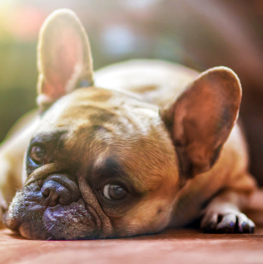 Chronic Fatigue - Audio Hypnosis series
