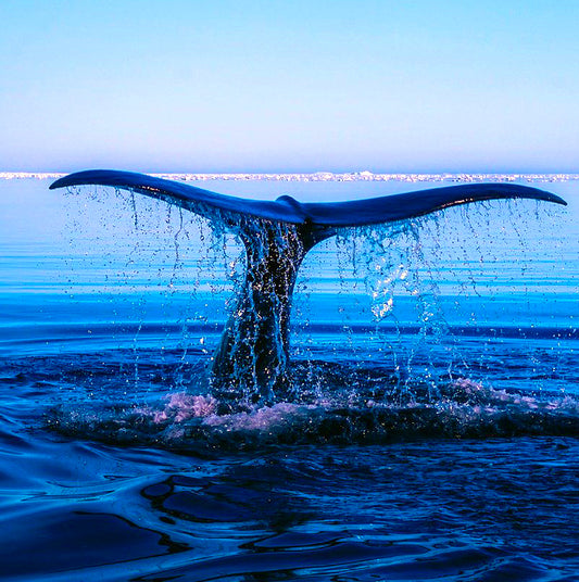 Whales - Nature Sounds